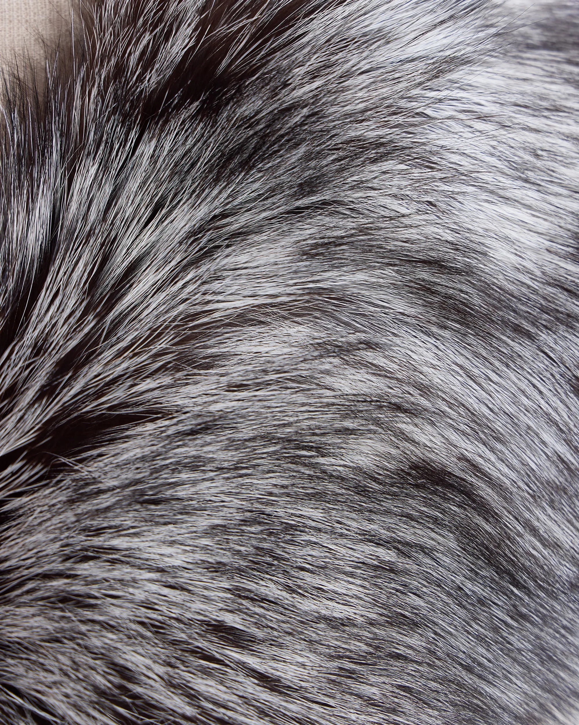 Big Fox Shawl Collar