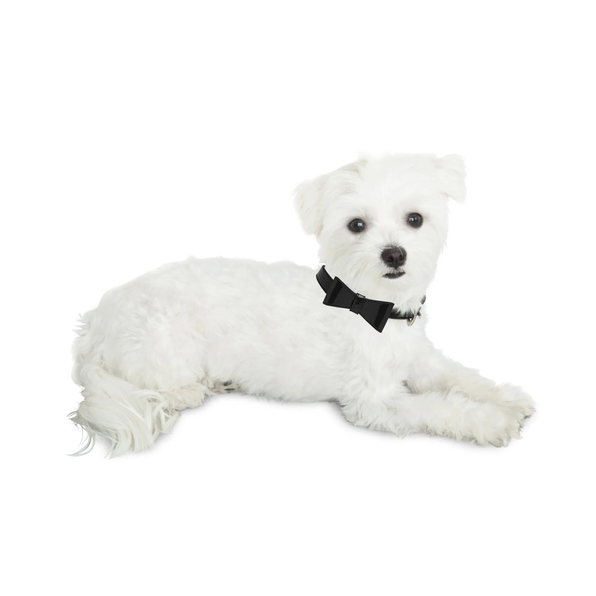 Bow Tie Dog Collar