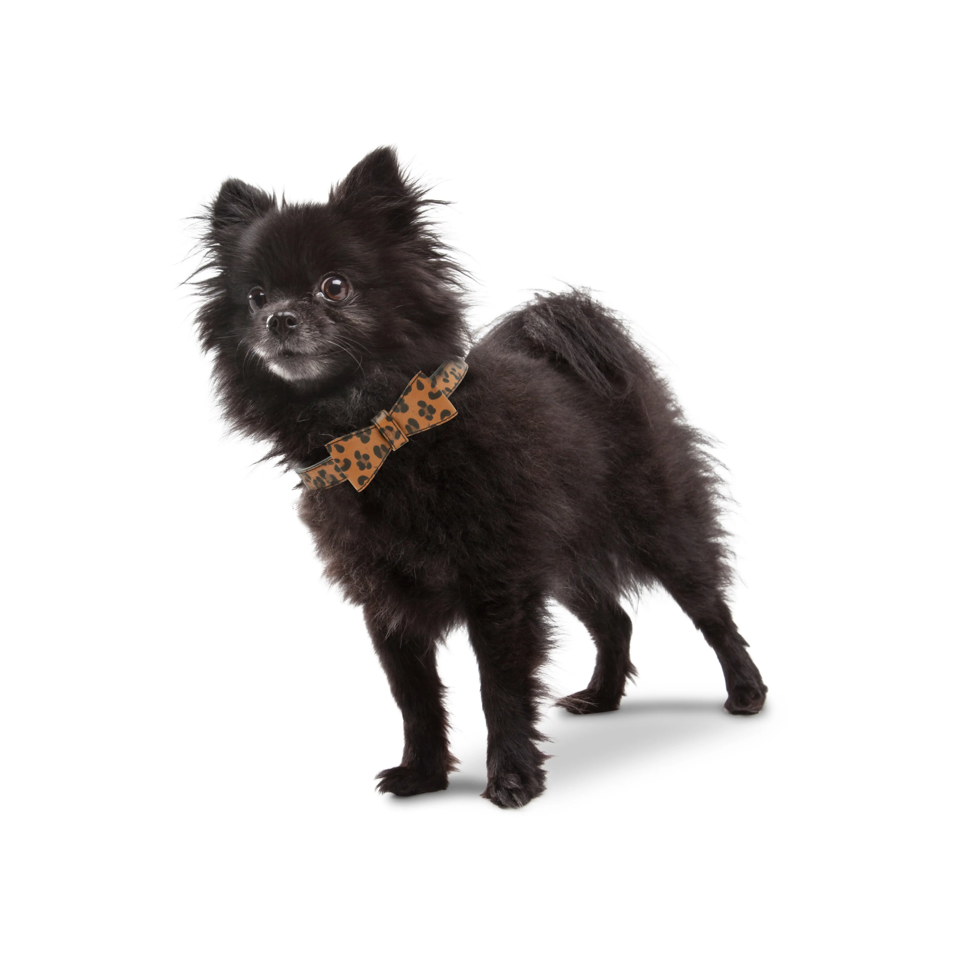 Bow Tie Dog Collar