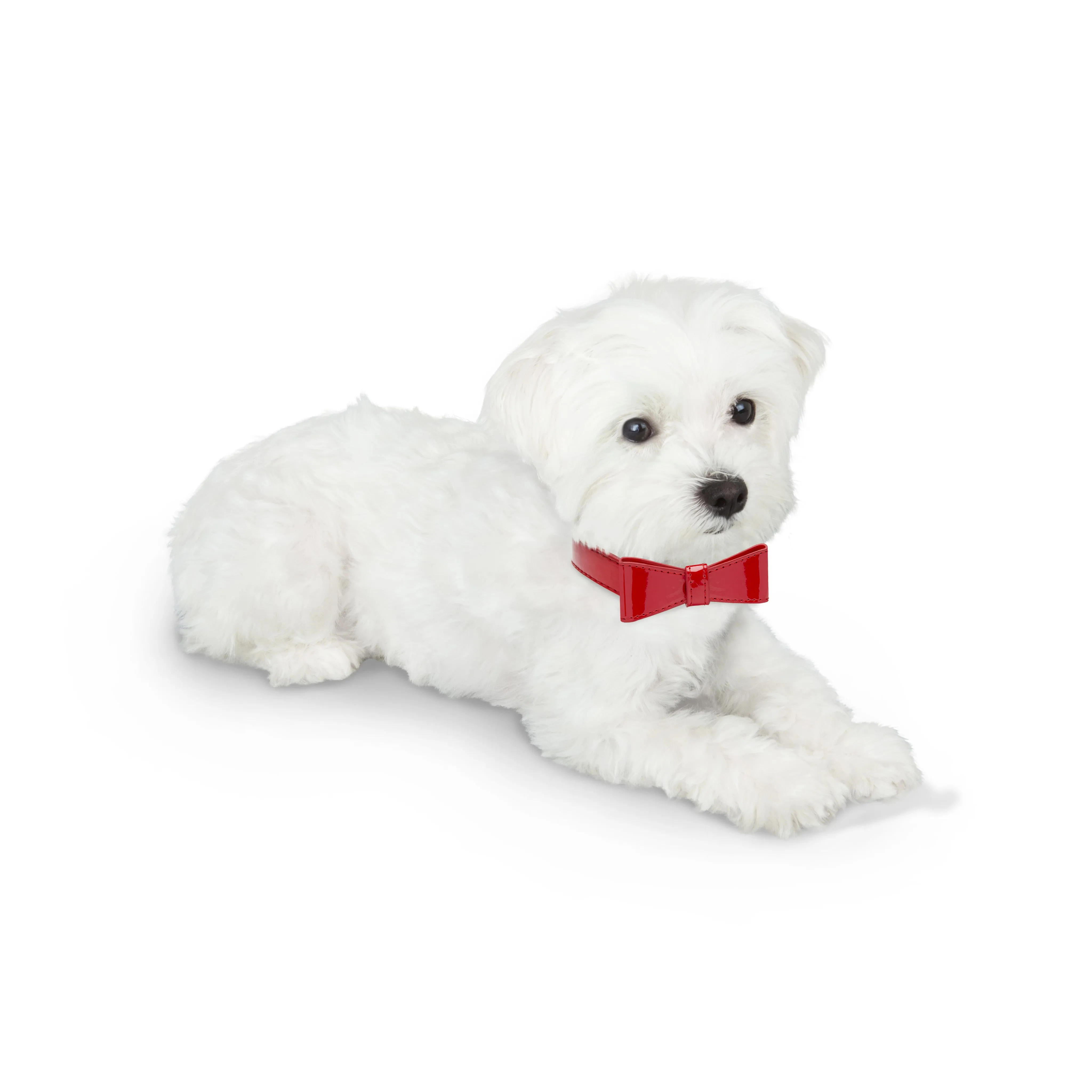 Bow Tie Dog Collar