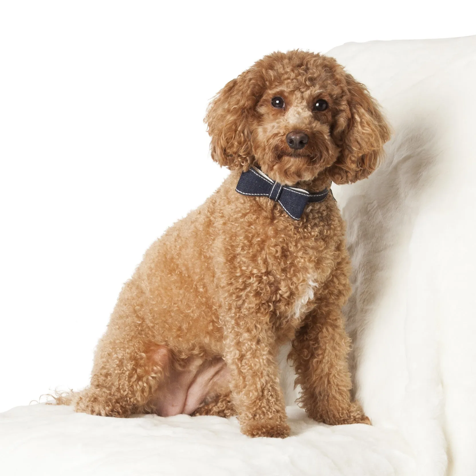 Bow Tie Dog Collar