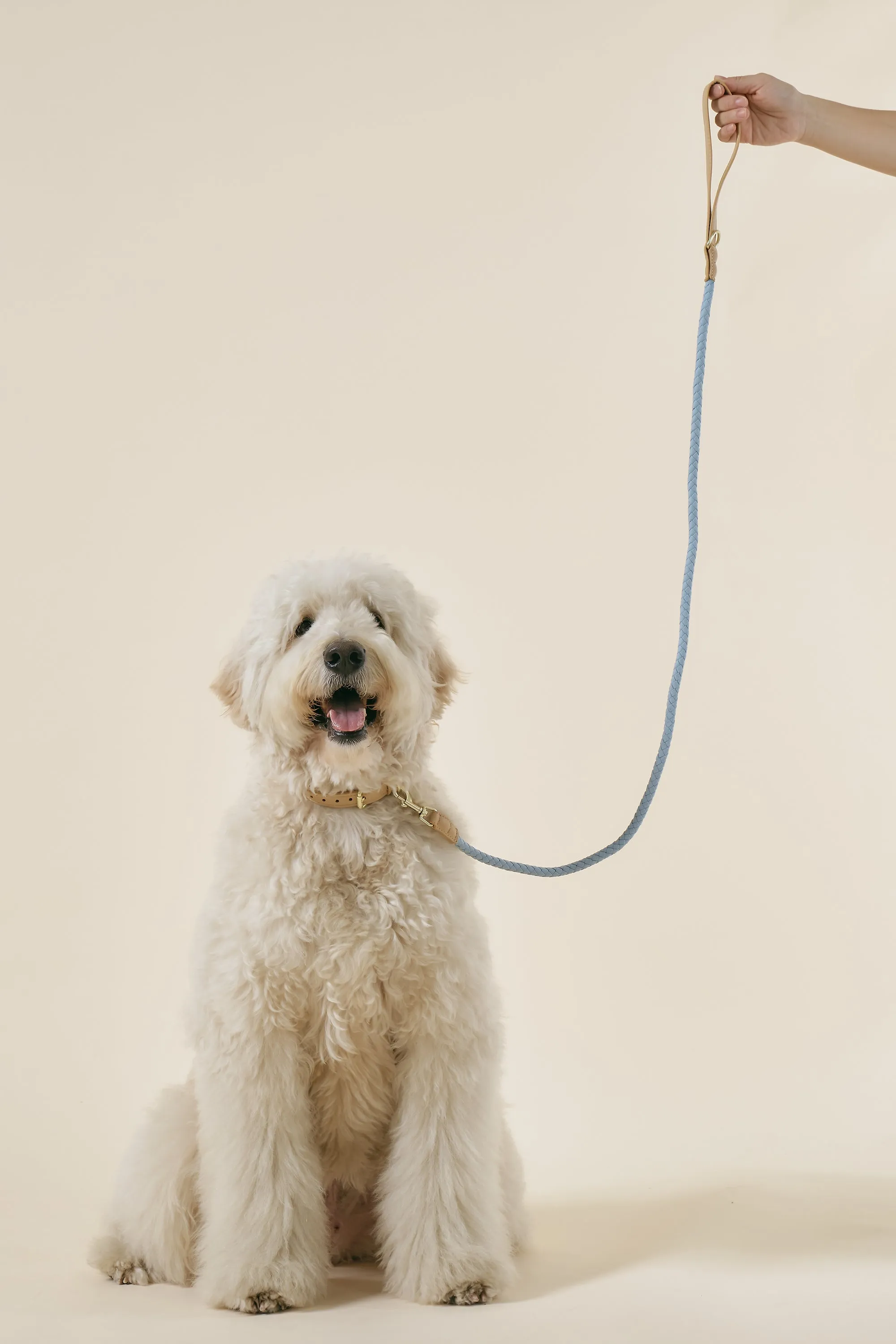 [COSONNE] Braided Colorblocker Neck Collar(for pet)