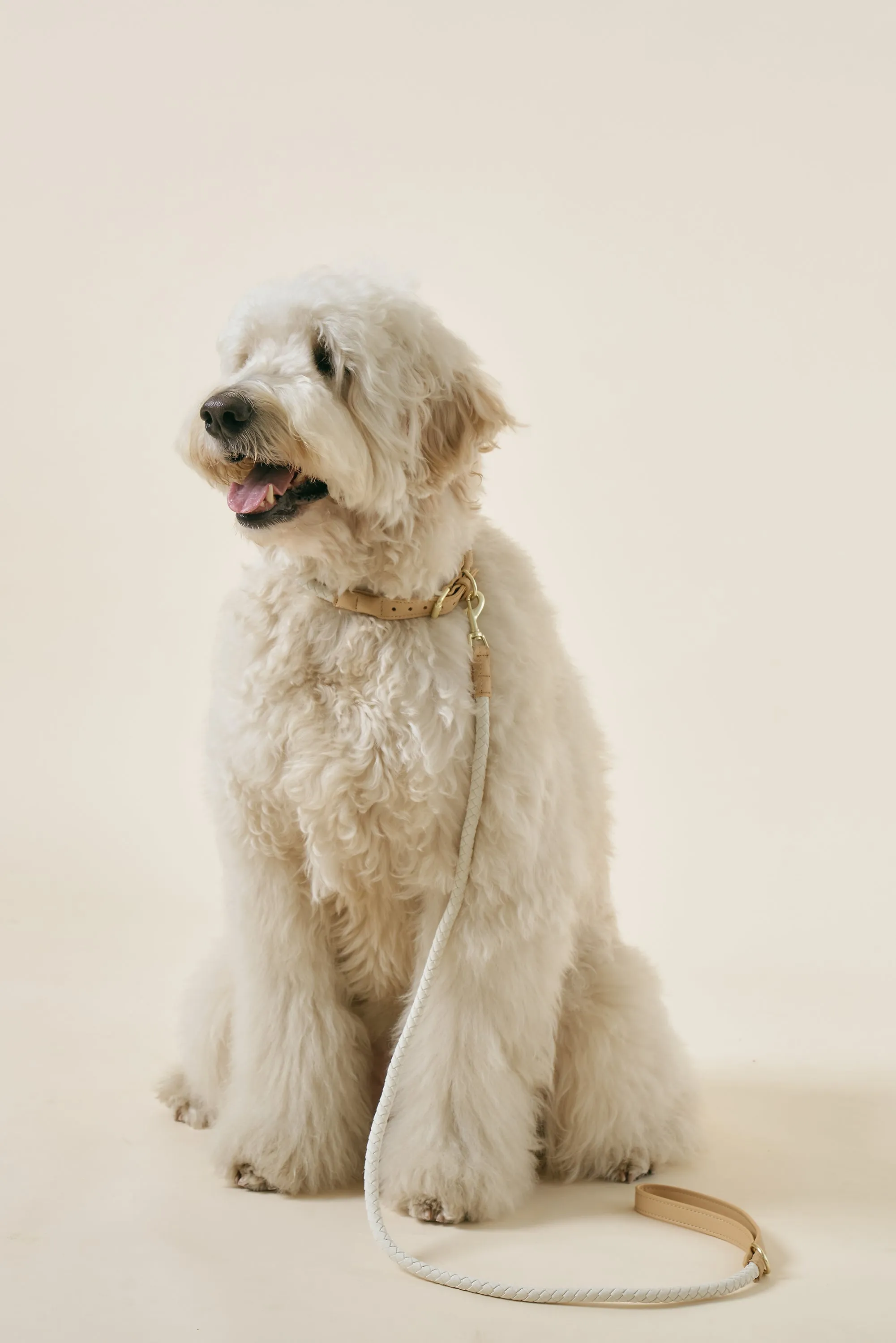 [COSONNE] Braided Colorblocker Neck Collar(for pet)