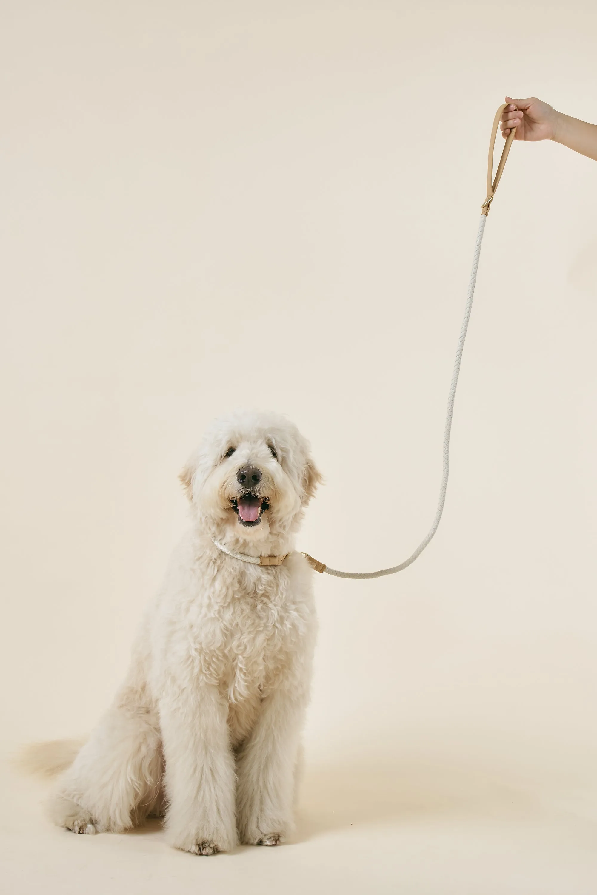 [COSONNE] Braided Colorblocker Neck Collar(for pet)