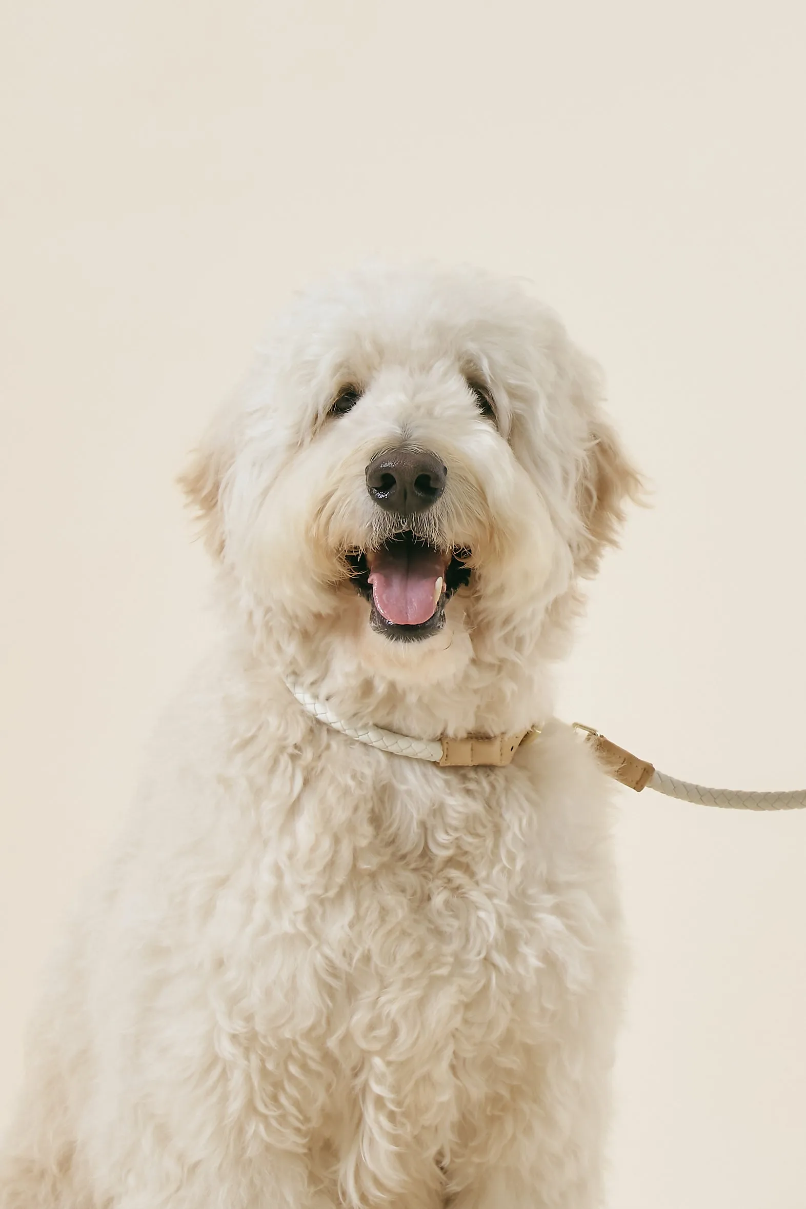 [COSONNE] Braided Colorblocker Neck Collar(for pet)