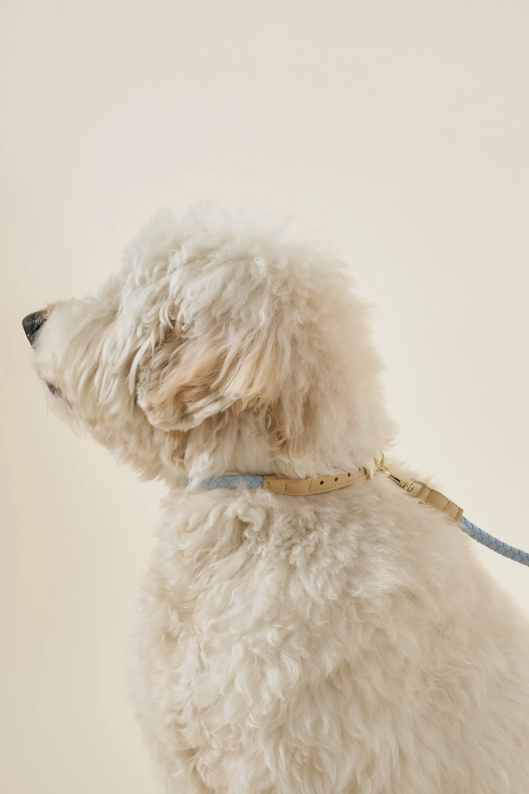 [COSONNE] Braided Colorblocker Neck Collar(for pet)
