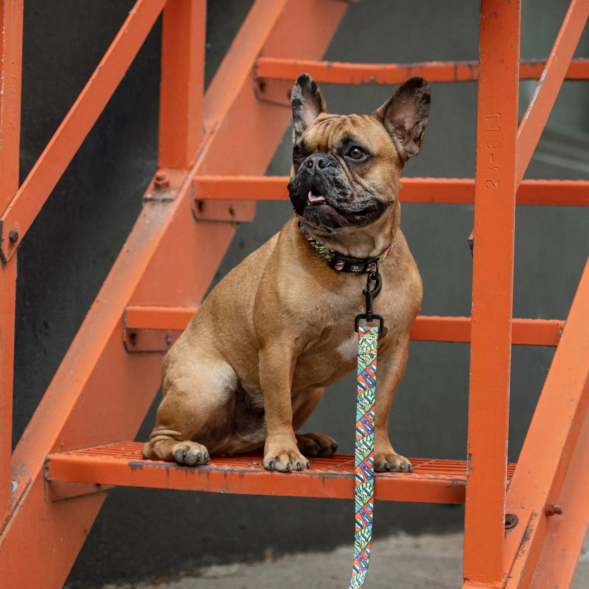 Dog Collar | Comic Book