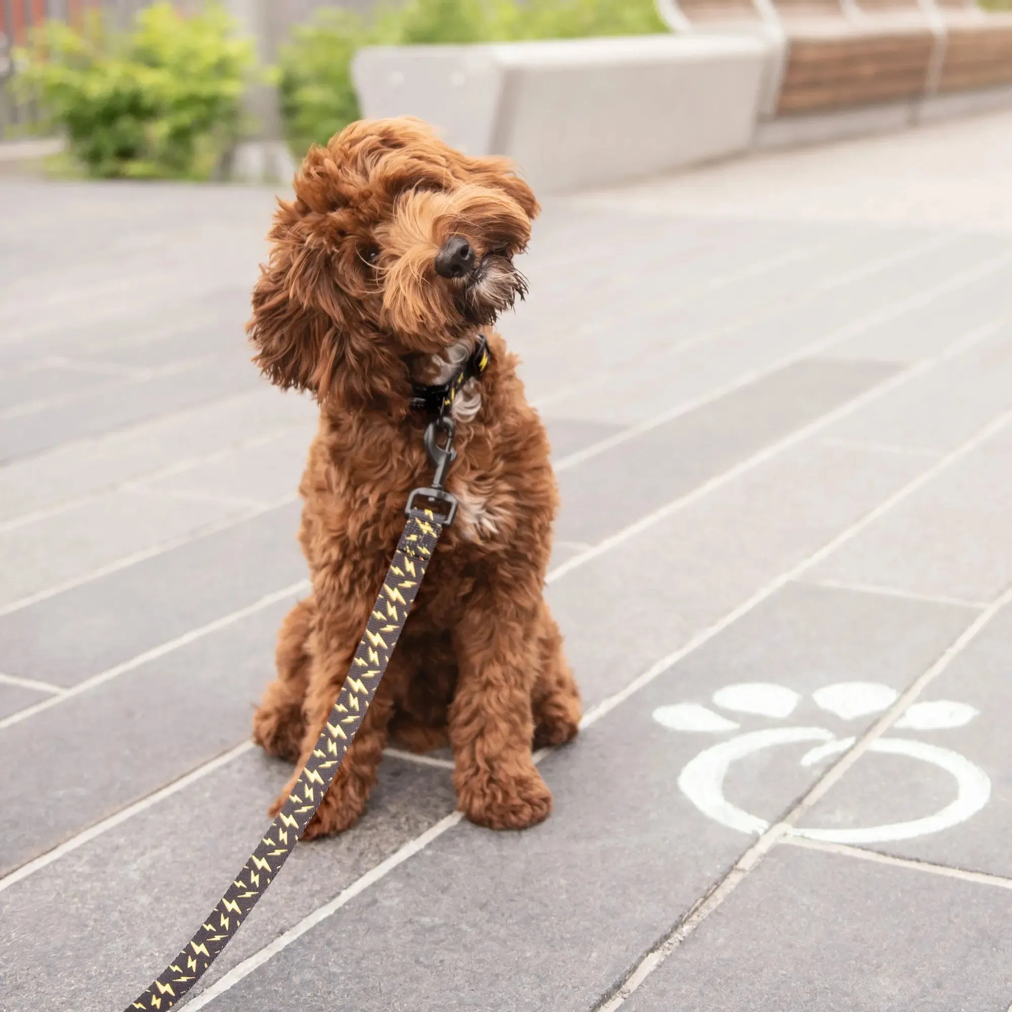 Dog Collar | Lightning Bolt