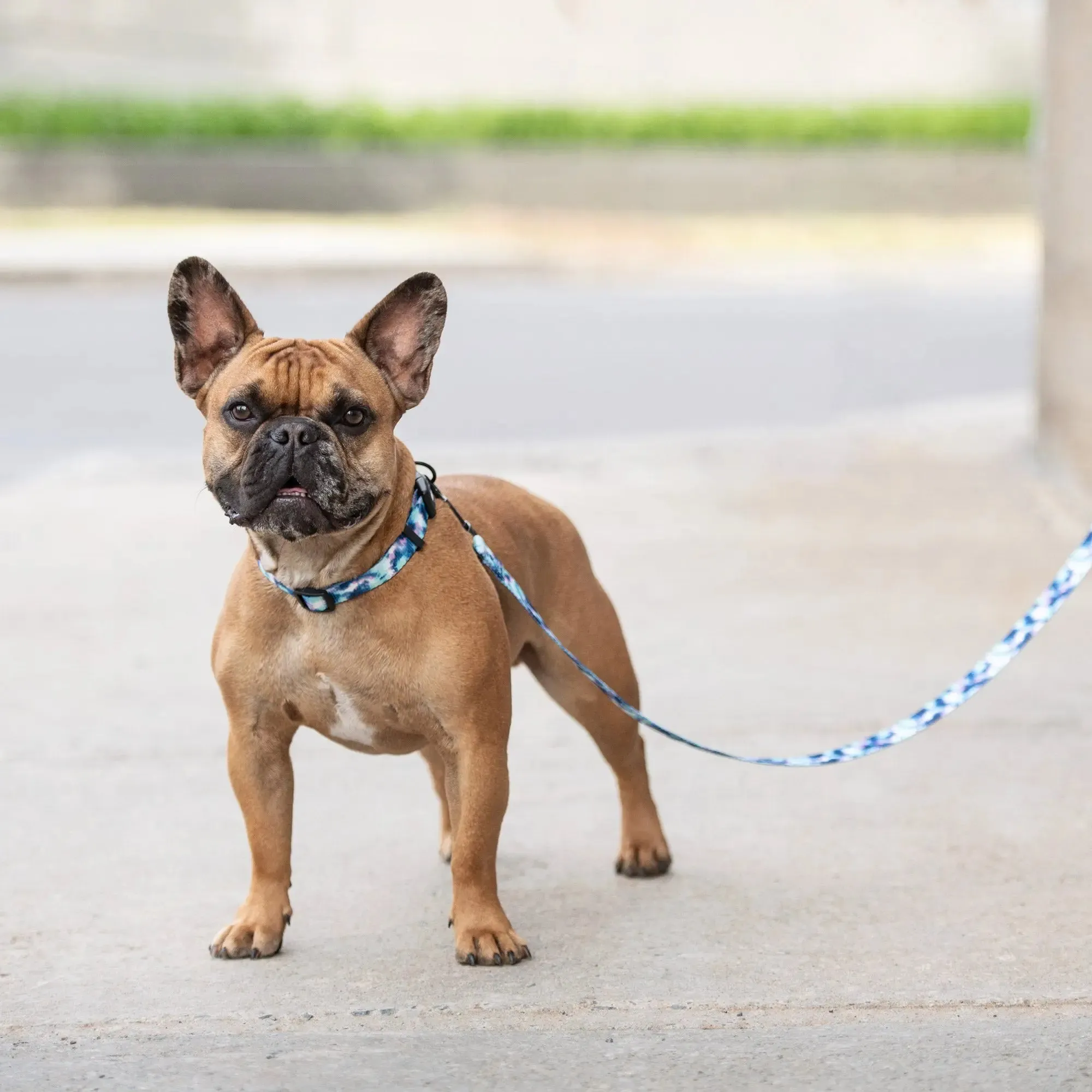 Dog Leash | Tie-Dye
