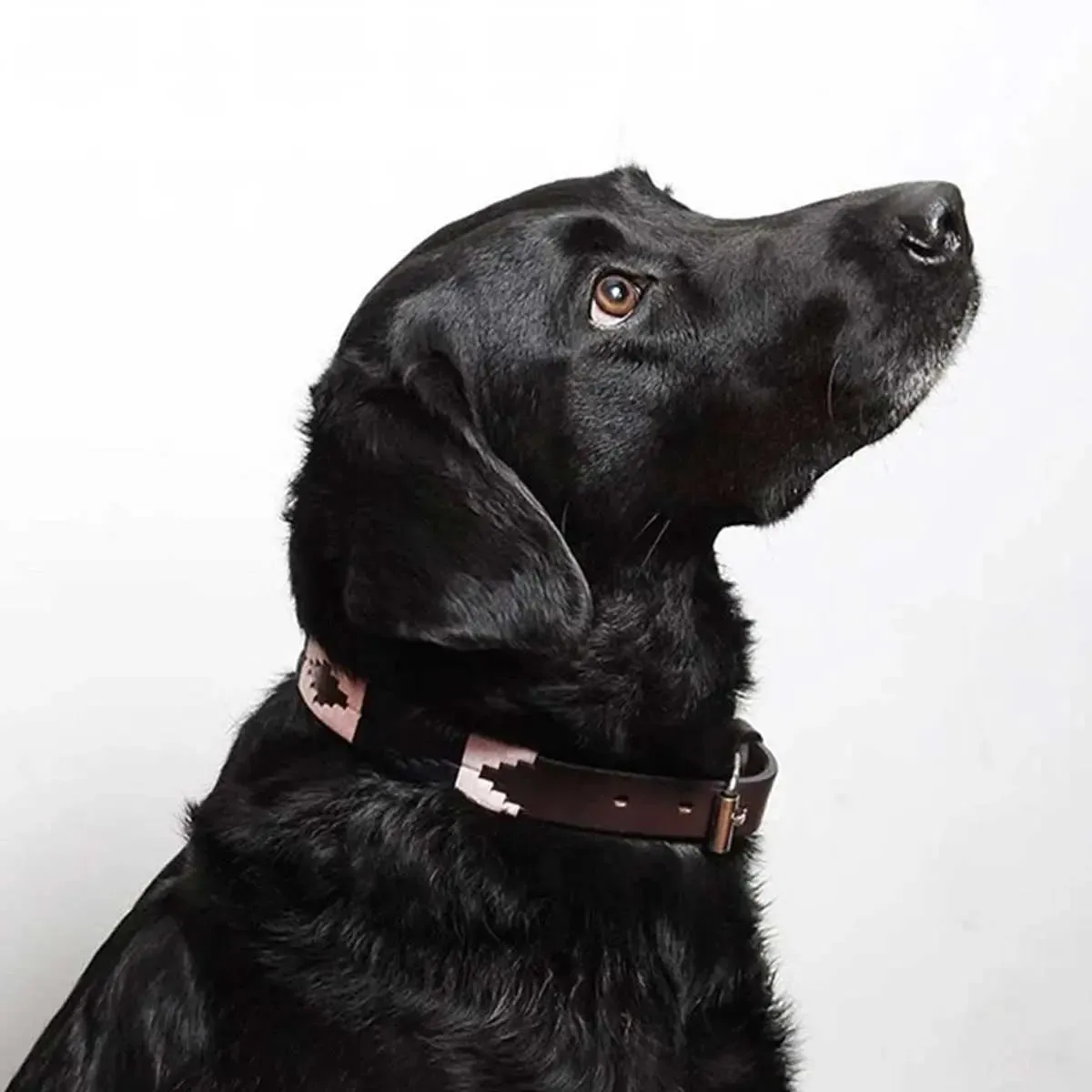 PAMPEANO Dog Collar - Hermoso