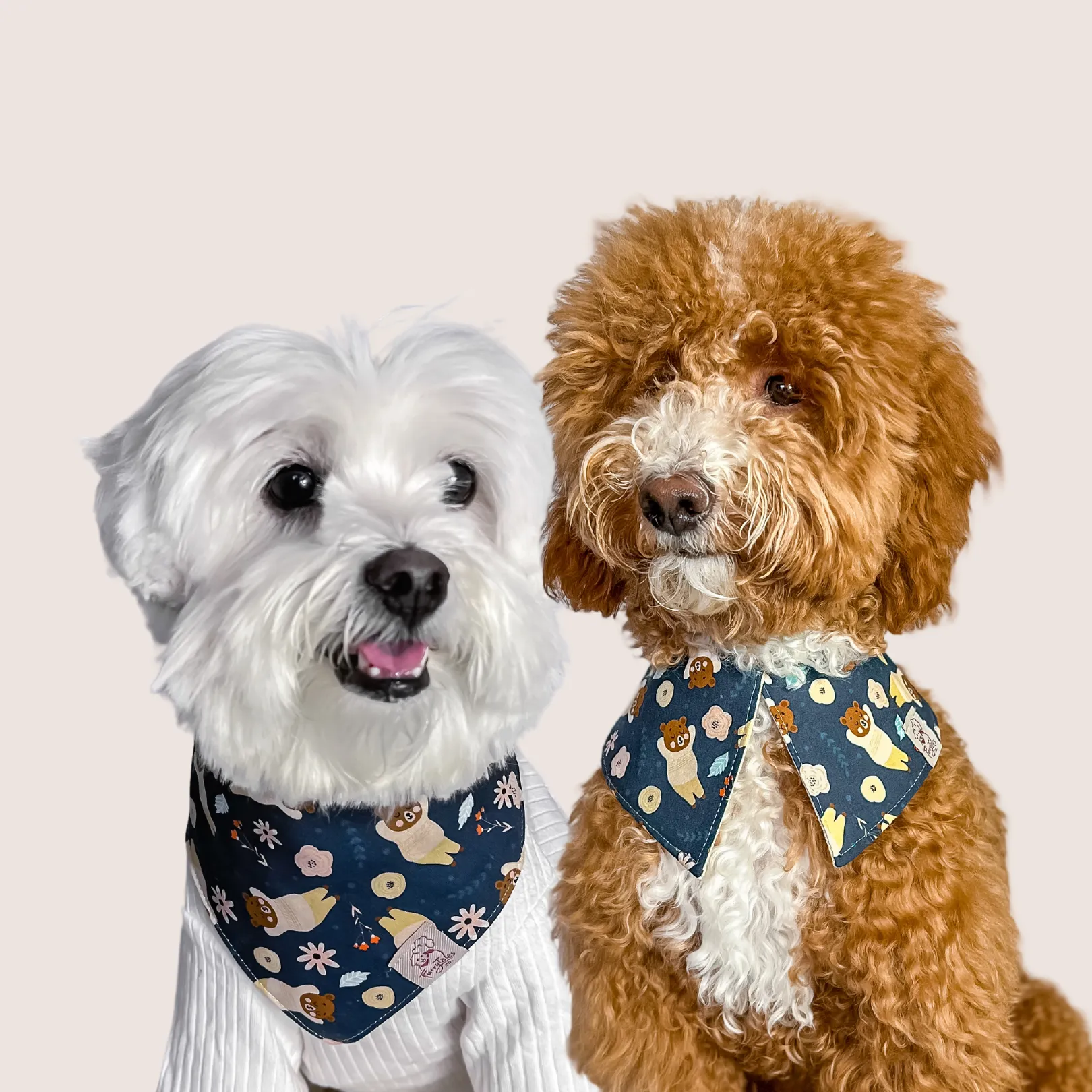 Teddy Dreams Signature Reversible Collar